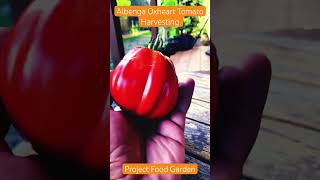 Tomato -Albenga Oxheart Tomato Harvesting-SE4-Project Food Garden