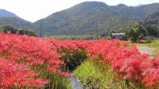 亀岡、曽我部の彼岸花