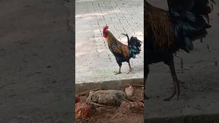 🤣🐔என்னடா ஆச்சு தொண்டை கரகரன்னு இருக்கு ஓனர் 🐔🤣