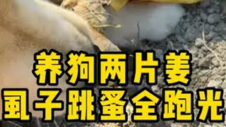 养狗两片姜 虱子跳蚤全跑光 狗狗 萌宠好物 养狗人 新手养狗 养狗经验分享