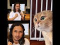 cat funny video viral in YouTube channel