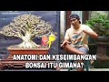 Anatomi Dan Keseimbangan Bonsai Bagi Pemula