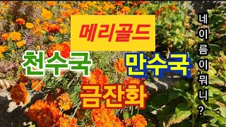 메리골드, 천수국, 만수국, 금잔화 중 네 이름이 뭐니?