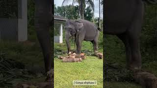 ආපු ගමන් ගංගාට කෑම ගොඩයි... 🥰🐘 #elephant