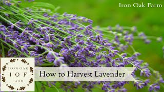 How To Harvest Lavender