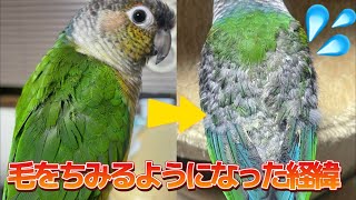 毛をちみるようになった経緯と改善した事【ウロコインコのぽぽ】