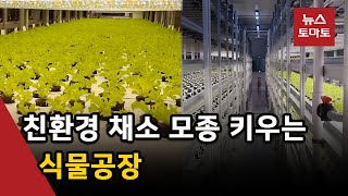 채소 모종 키우는 '웰스 스마트팜 팩토리' 가보니