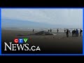 Dead grey whale washes ashore on Vancouver Island