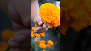 Two biggest Marigold flower varieties 🌼🏵️ #shorts #flowers #marigold