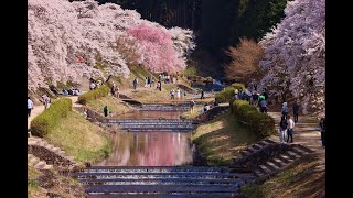 JG8K HDR 滋賀 鮎河の桜 山紫水明の里 Shiga,Sakura at Ayukawa