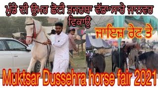 ਮੁੰਡੇ ਦੀ ਉਮਰ ਛੋਟੀ ਤਜਰਬਾ ਵੱਡਾ/horse for sale at muktsar horse fair 2021 #beanttulewal #horseforsale