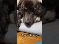 朝の眠たいごまちゃん 癒し ゴールデンレトリバー 大型犬 秋田犬 可愛い 愛犬 いぬ