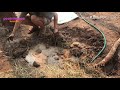 สร้างเตาอบพิซซ่า ขนมปัง และอีกหลายเมนู how to build a cob oven e.p8