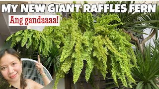 My NEW GIANT \u0026 VERY LUSH RAFFLES FERN || New Plant || Roma So