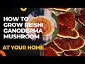 Cultivation Method | Reishi Ganoderma lucidum Cultivation | Lingzhi Mushroom