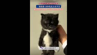 小黑猫警长：人类 放我下来 脖子疼🥹