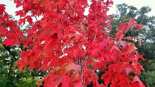 Beauty of fall leaves