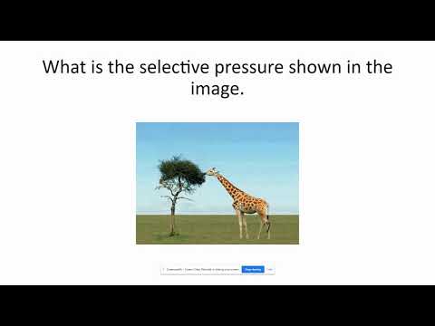 What are some examples of selection pressures?
