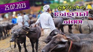 ഇന്നത്തെ ചേളാരി ചന്തയിൽ✨ 25/07/2023 #cattelmarket #chelarichantha #jeevithamargam