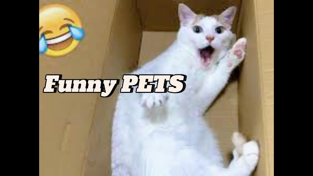 Funny Pet Videos Youtube