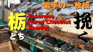 【製材解説】岩手県産トチ製材実演【木の店さんもく】Japanese Horse Chestnut  Sawing