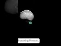 the curiosity cases unveiling the mysteries of mars moon phobos. trandshort marsmoons mars