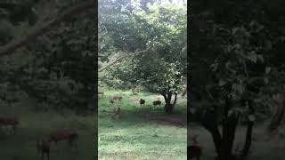 எவ்வளவு மான் 🦌🤯💢#deer #deerhunting #forest #trending #viralvideo #trending #video #nature