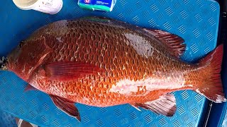 青馬黃魚餌釣紅鮋