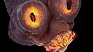 Objects under the Electron Microscope PART 2