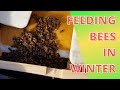 Feeding bees in Winter