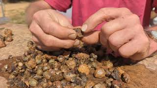 Star Garnet || Huckleberry Garnet Mine, Clarkia, Idaho, USA || Rockhounding