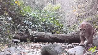 My “Log Jammer” camera spot in the Angeles National Forest. Bears, Fox And Mountain Lions