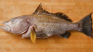 Test Kitchen: Episode 13 - Gold Spotted Seabass