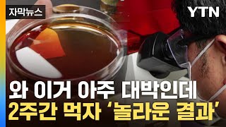 [자막뉴스] 면역력 '끝판왕'…2주 먹자 놀라운 변화 나타났다 / YTN