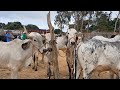 FEIRA DO GADO EM SÃO BENEDITO CEARÁ DIA 09/11/24