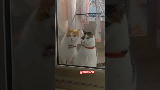 Minnoş Sokak'ta unutulanlar 😂 #kedi #kediler #cat #catlover #kediseverler #catvideos #keşfet #cats