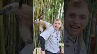 Meet Opal, the Southern Tamandua #animals #nature #animalsanctuary #wildlife