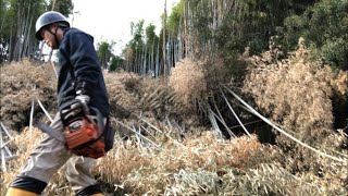 放置されてた孟宗竹林を再生していく～切ったやつを山から降ろしていく～環境整備型チェンソー男の田舎暮らし\u0026自給自足生活2022/03/14-05