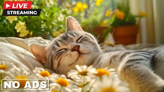 Music for Anxious Cats - Soothing Cat Music for Deep Relaxation, Sleep, and Comfort | Stress Relief