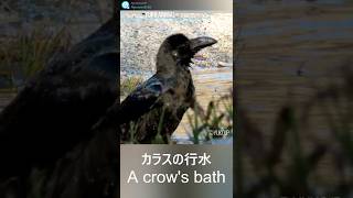 A crow's bath カラスの行水