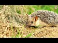 hedgehogs in the wild 🦔 amazing animals 😲