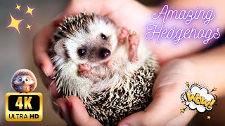 Hedgehogs in the Wild 🦔 : Amazing Animals 😲