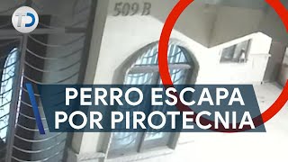 Cámaras captan a perro escapando por ventana; lo asustó la pirotecnia