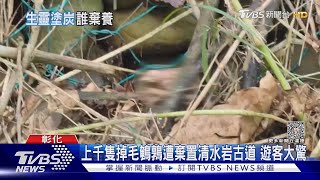 上千隻掉毛鵪鶉遭棄置清水岩古道 遊客大驚｜TVBS新聞 @TVBSNEWS01