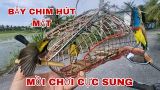 BẪY CHIM HÚT MẬT 5MAU MỒI CHƠI CỰC SUNG GẶP TOÀN BỔI BỂ @canmientay