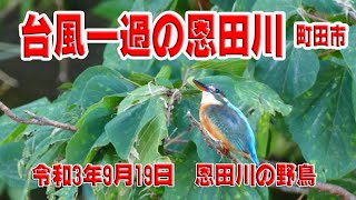 【野鳥観察】台風14号一過の恩田川の野鳥　2021/09/19撮影