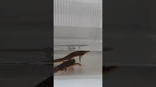 5秒動画【アマミシリケンイモリ】 #japan #amphibians #イモリ #両生類 #シリケンイモリ #shorts #short