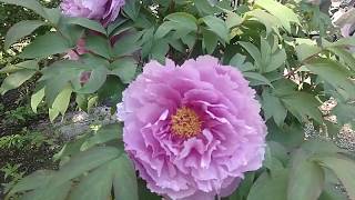 Amazing Tree Peony Garden in Northern California