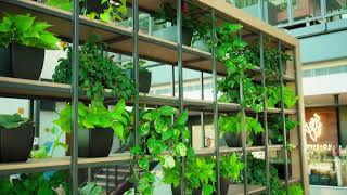 Plant Walls: Lush, Vivid, Green Designs | Plant Solutions Short