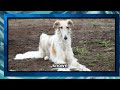 borzoi the elegant and mysterious hound 🐾 everything you need to know